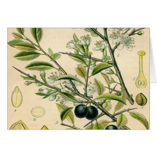 Antique Blackthorn Botanical Print Flower Berry