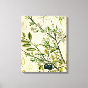 Antique Blackthorn Botanical Print Flower Berry