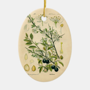 Antique Blackthorn Botanical Print Flower Berry Ceramic Tree Decoration