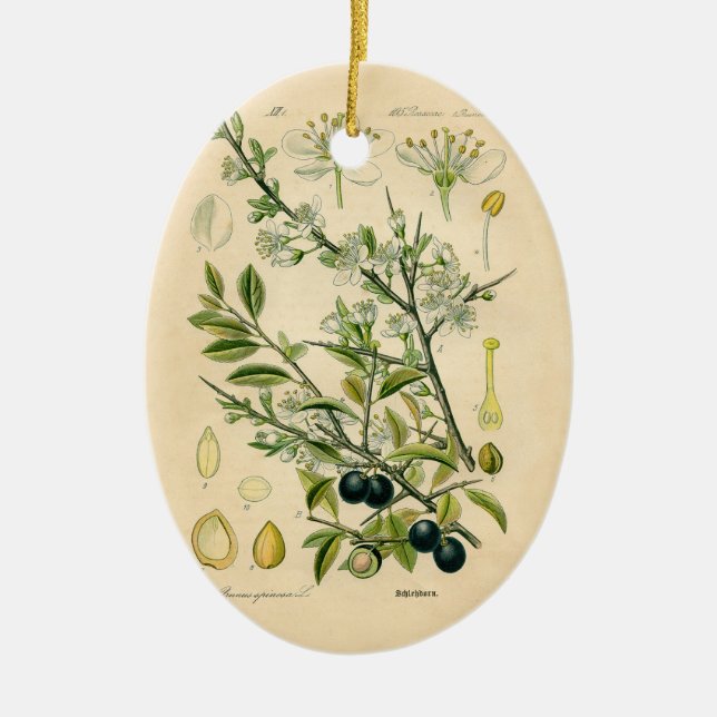 Antique Blackthorn Botanical Print Flower Berry Ceramic Tree Decoration (Front)