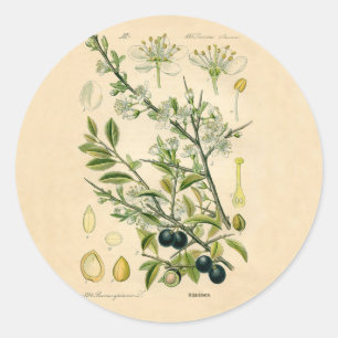 Antique Blackthorn Botanical Print Flower Berry Classic Round Sticker