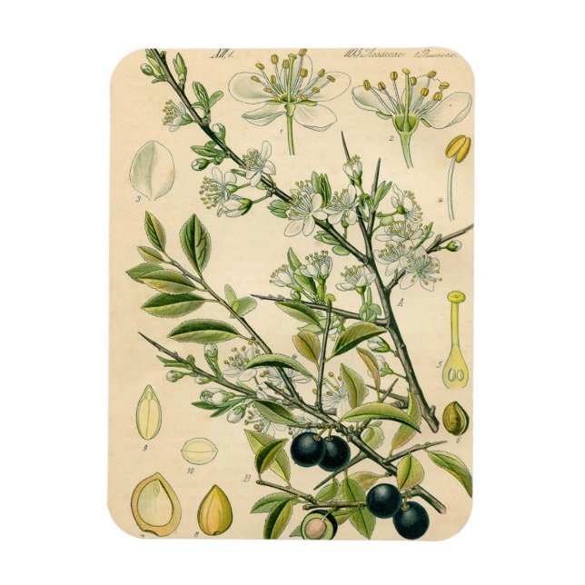 Antique Blackthorn Botanical Print Flower Berry Magnet (Vertical)