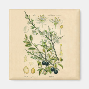 Antique Blackthorn Botanical Print Flower Berry Magnet