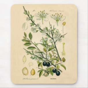 Antique Blackthorn Botanical Print Flower Berry Mouse Mat