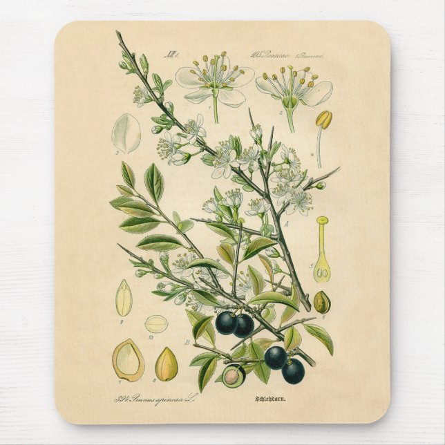 Antique Blackthorn Botanical Print Flower Berry Mouse Mat (Front)