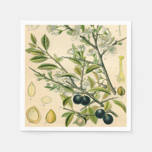 Antique Blackthorn Botanical Print Flower Berry Napkin