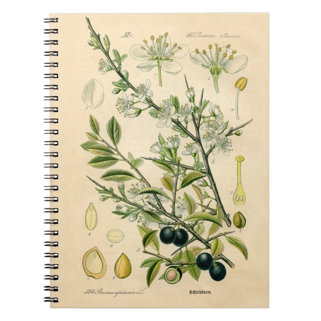 Antique Blackthorn Botanical Print Flower Berry Notebook (Front)