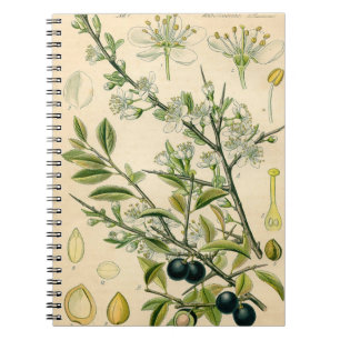Antique Blackthorn Botanical Print Flower Berry Notebook