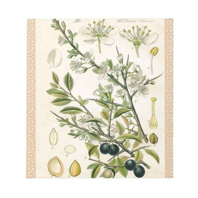Antique Blackthorn Botanical Print Flower Berry Notepad (Front)