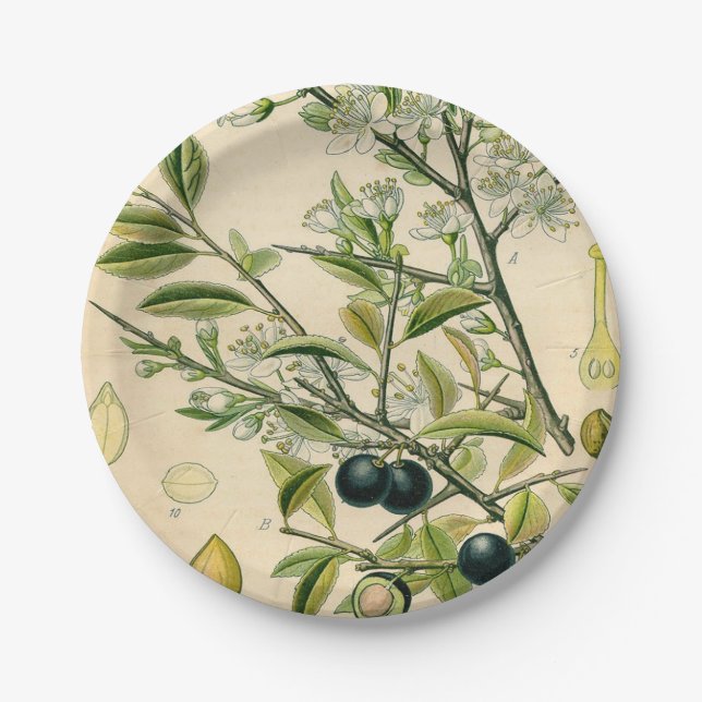 Antique Blackthorn Botanical Print Flower Berry Paper Plate (Front)