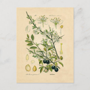 Antique Blackthorn Botanical Print Flower Berry Postcard