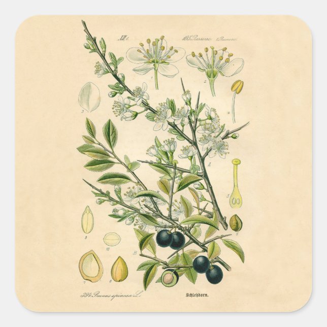 Antique Blackthorn Botanical Print Flower Berry Square Sticker (Front)