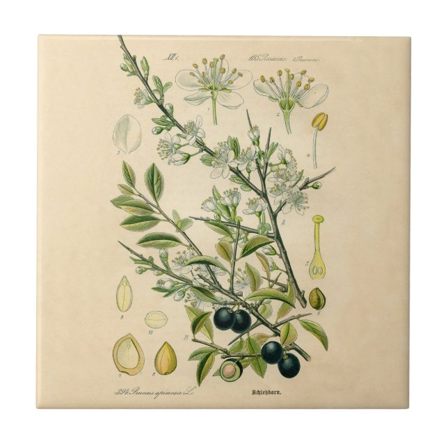 Antique Blackthorn Botanical Print Flower Berry Tile (Front)