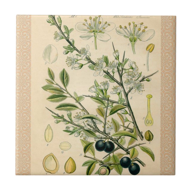 Antique Blackthorn Botanical Print Flower Berry Tile (Front)
