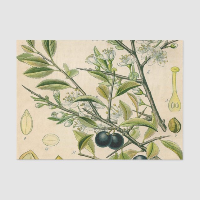 Antique Blackthorn Botanical Print Flower Berry Tissue Paper (Front)