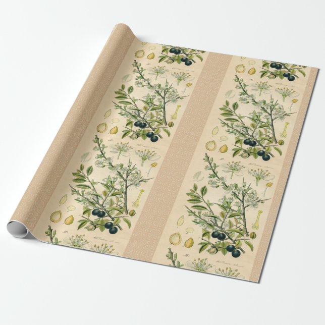 Antique Blackthorn Botanical Print Flower Berry Wrapping Paper (Unrolled)