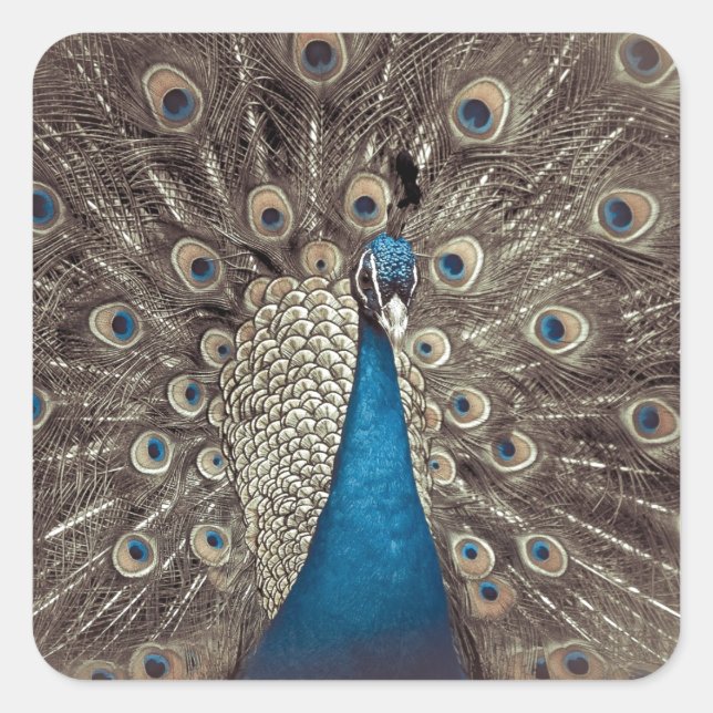 Antique Blue Peacock Square Sticker (Front)
