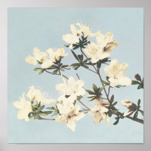Antique Botanical Design Japanese Azaleas Print