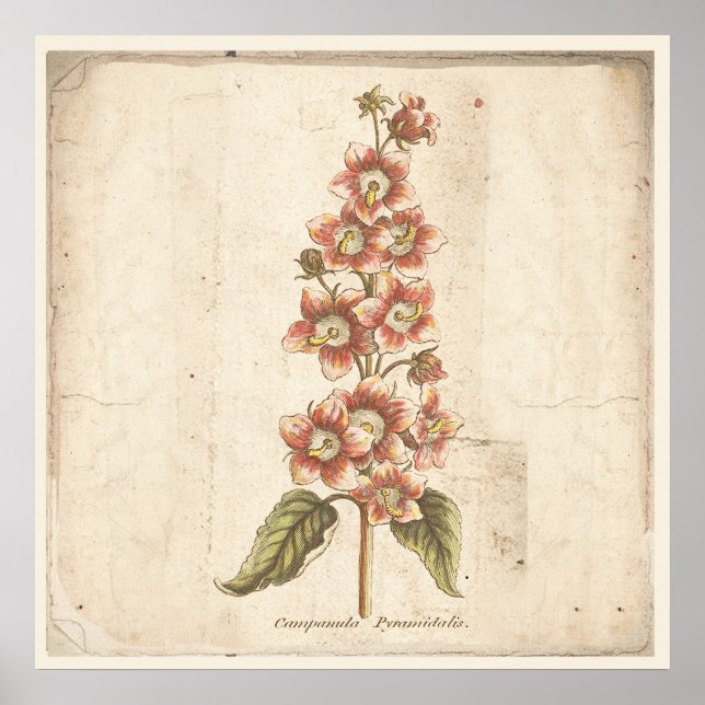 Antique Botanical Poster Campanula, Bellflower (Front)