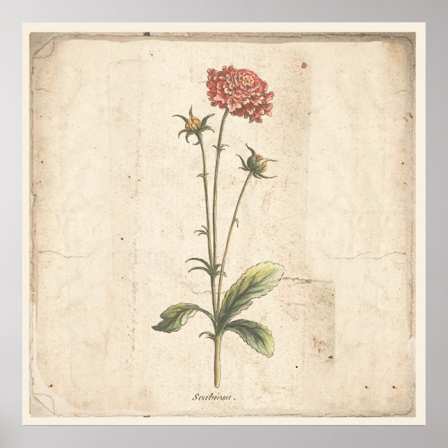 Antique Botanical Poster Pincushion Flower (Front)