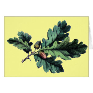 Antique Botanical Print Oak Leaves & Acorns