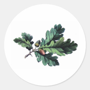 Antique Botanical Print Oak Leaves & Acorns Classic Round Sticker