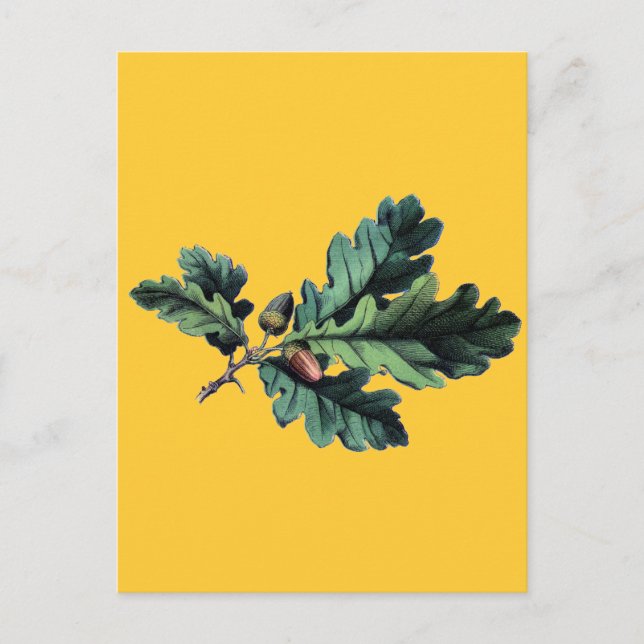 Antique Botanical Print Oak Leaves & Acorns Postcard (Front)