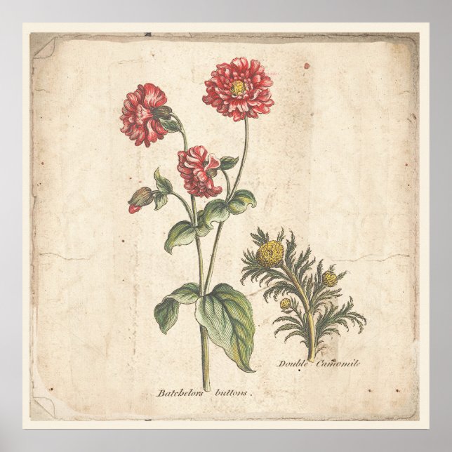 Antique Botanical Print Poster Bachelors Buttons (Front)