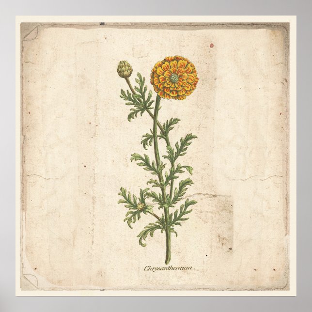 Antique Botanical Print Poster Chrysanthemum (Front)