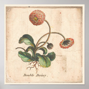 Antique Botanical Print Poster Double Daisy