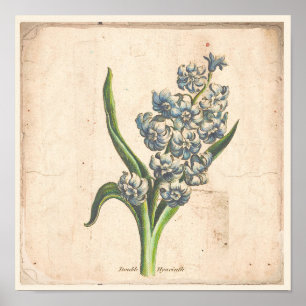 Antique Botanical Print Poster Hyacinth Blooms
