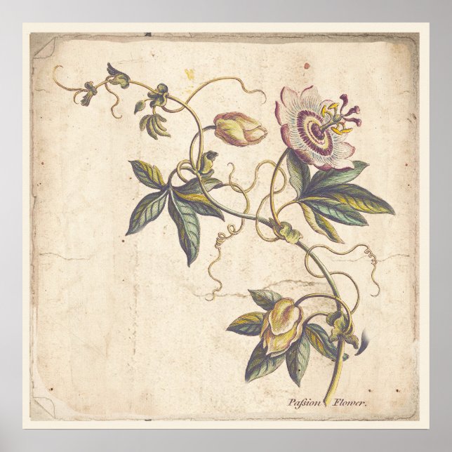 Antique Botanical Print Poster Passion Fower (Front)