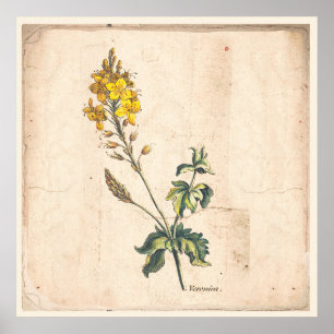 Antique Botanical Print Poster Veronica Flowers