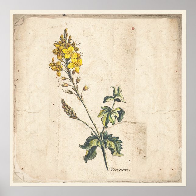 Antique Botanical Print Poster Veronica Flowers (Front)