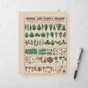 Antique Botanical School Chart Vintage Nature
