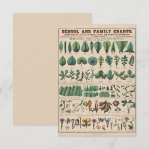 Antique Botanical School Chart Vintage Nature