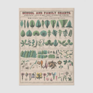 Antique Botanical School Chart Vintage Nature Tissue Paper