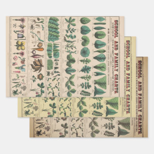 Antique Botanical School Chart Vintage Nature Wrapping Paper Sheet