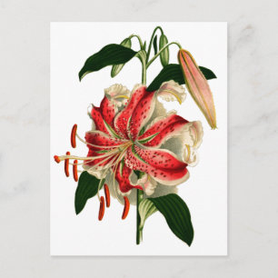 Antique Botanicals Pink and White Lily Postcard