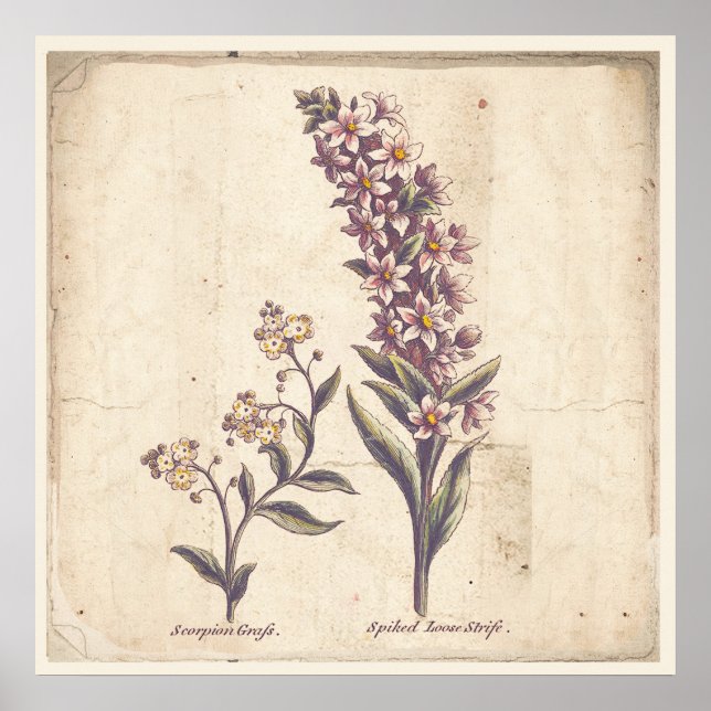 Antique Botanicals Print Poster Purple Loosestrife (Front)