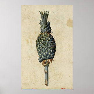 Antique Botany Poster - Pineapple