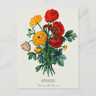 Antique Bouquet, Red & Yellow Ranunculus Flowers Postcard