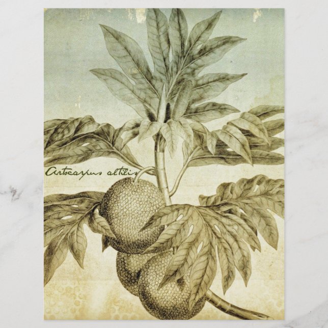 Antique Breadfruit Artocarpus Altilis (Front)