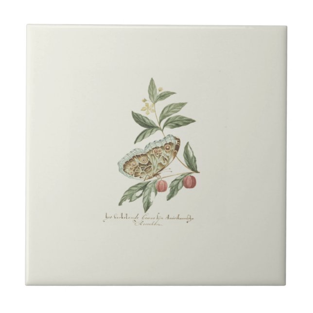 Antique Brush Colour Butterfly Cream Ceramic Tile (Front)