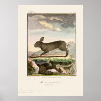 Antique Bunny Rabbit Color Etching