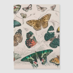 Antique Butterfly Illustration: 1820 Goldsmith
