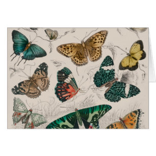 Antique Butterfly Illustration: 1820 Goldsmith