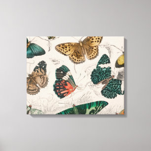 Antique Butterfly Illustration: 1820 Goldsmith Canvas Print