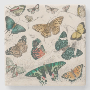 Antique Butterfly Illustration: 1820 Goldsmith Stone Coaster
