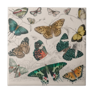 Antique Butterfly Illustration: 1820 Goldsmith Tile
